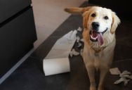 Her Neighbor’s Dog Barked for Hours Every Day—but Neither the Police nor Management Would Stop It