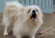 His Neighbors’ Dogs Barked Constantly—So He Came Up With a Petty Revenge Plan to Give Them a Taste of Their Own Medicine