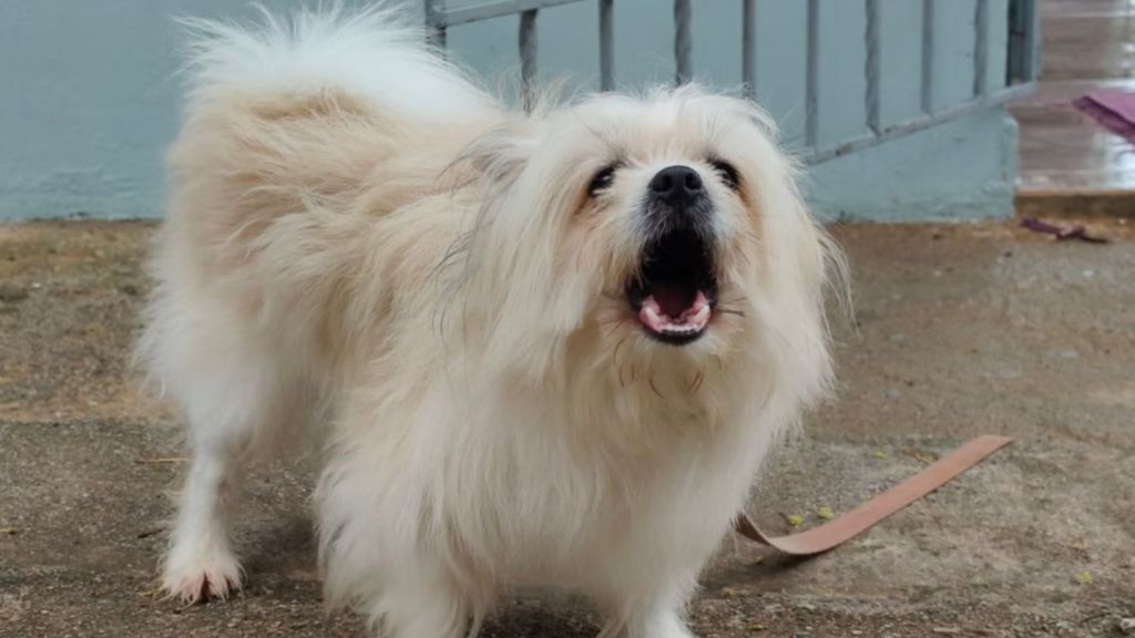 Charming fluffy Pekingese dog barking outside on a paved patio