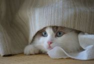 She Suspected Her Best Friend Stole Her Missing Cat—but She Had Zero Proof to Prove It
