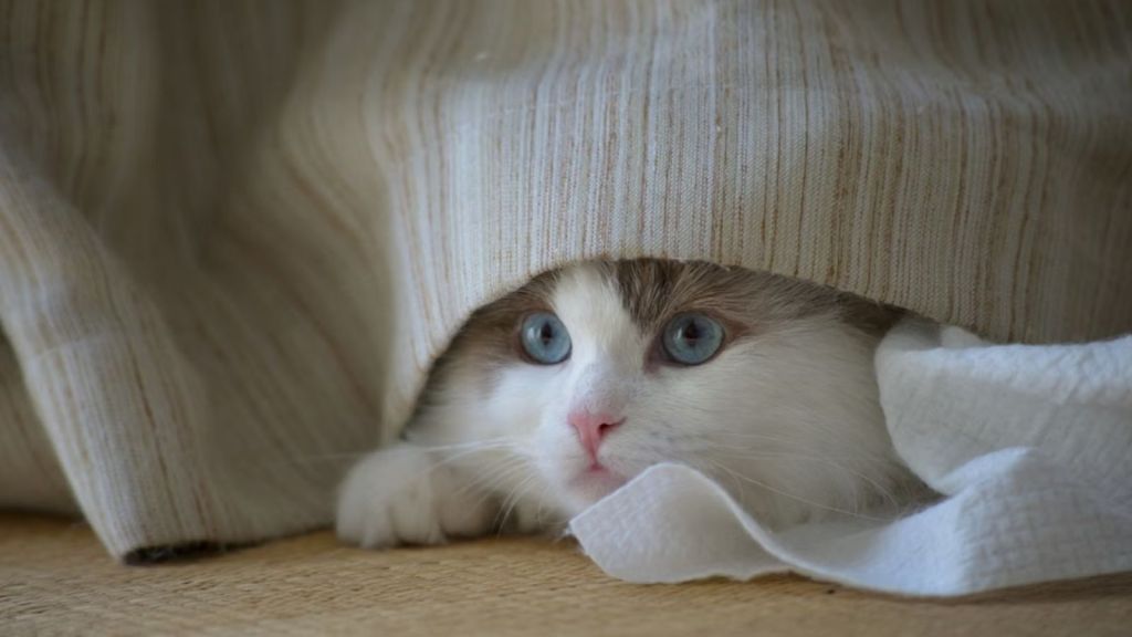 Cute Ragdoll cat with blue eyes peeking out from under a blanket