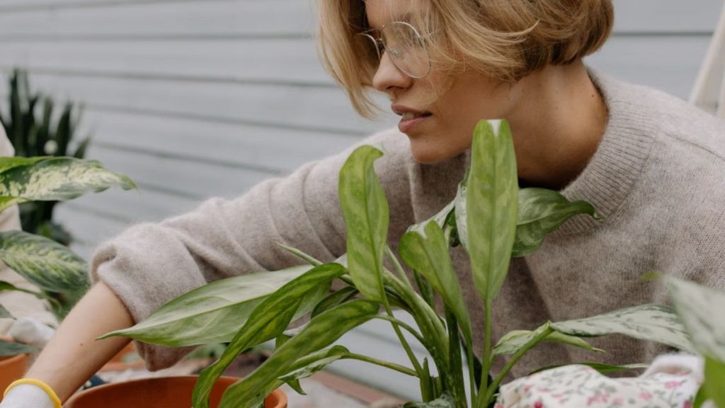 Woman caring for her house plants in the garden
