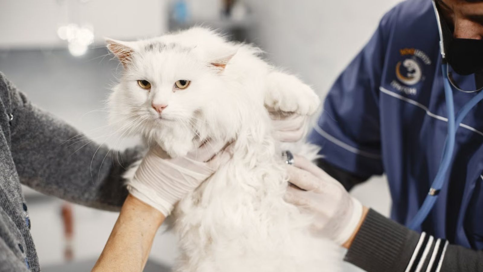 She Refused to Pay Monthly Meds for Her Sister’s Cat—and Started an Explosive Family Feud A white fluffy cat being checked up by a veterinarian