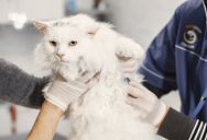 She Refused to Pay Monthly Meds for Her Sister’s Cat—and Started an Explosive Family Feud