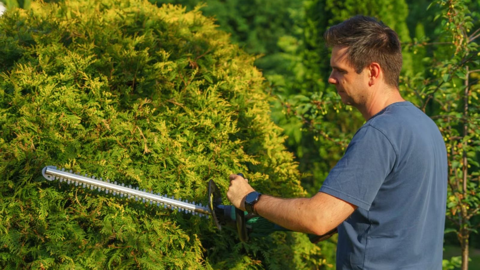 Man trimming the leaves of his plants