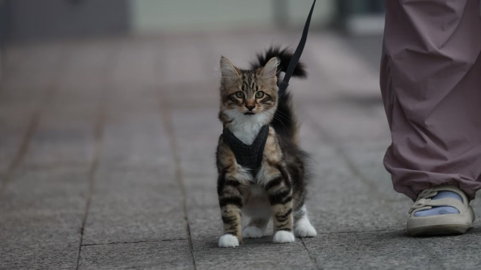 He Stumbled Over an Unexpected Leash at a Packed Bar. The Owner Insisted the Fall Was Entirely His Fault A cute domestic tabby cat on a leash walking beside an owner's feet