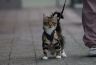 He Stumbled Over an Unexpected Leash at a Packed Bar. The Owner Insisted the Fall Was Entirely His Fault