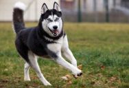 She Feared Her Landlord’s Husky Was Being Neglected—So She Made an Anonymous Call to Animal Control
