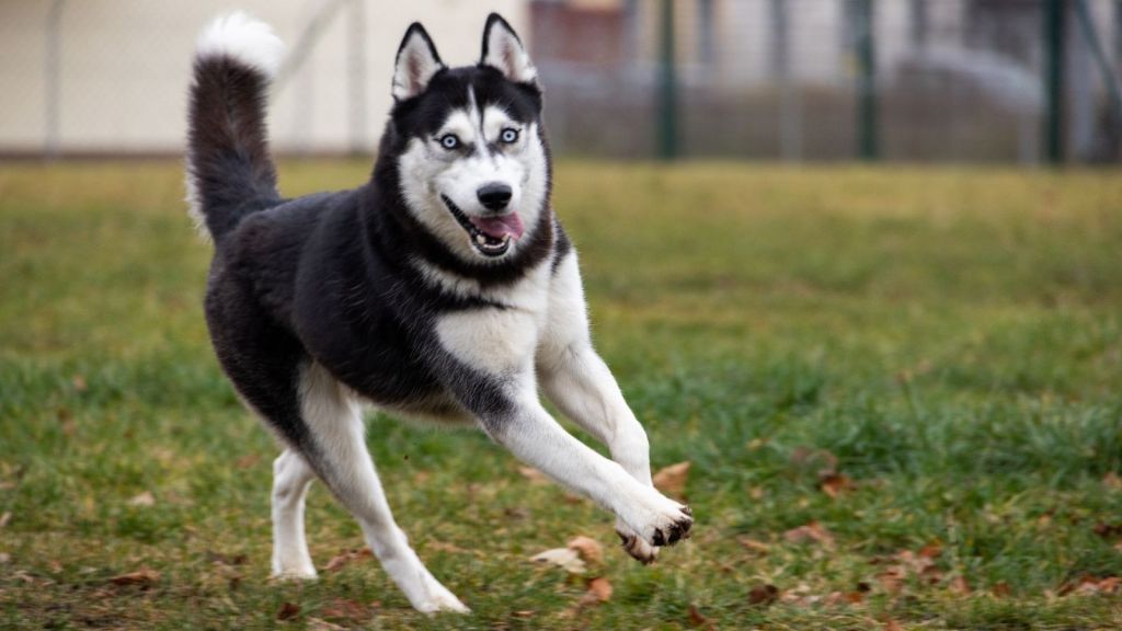 husky dog running outside
