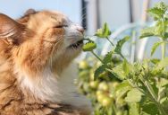 Her Cat Broke Something in the Neighbor’s Garden While She Wasn’t Looking—So She Left a Note With Her Number, Offering to Replace It, Then Waited to See If the Neighbor Would Even Reach Out