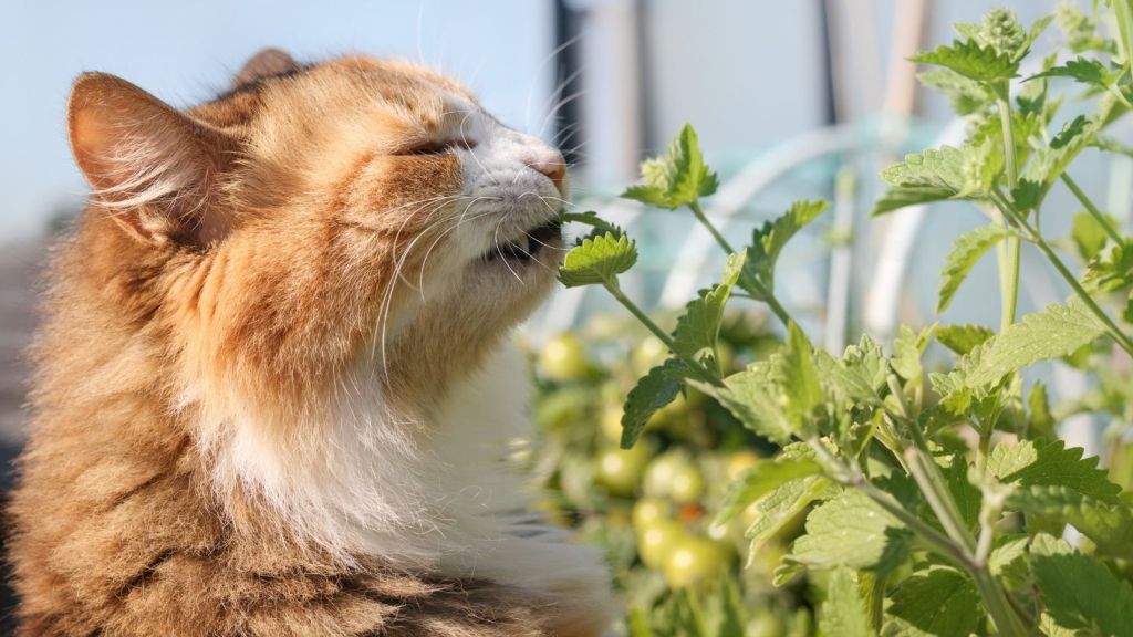 cat eating catnip