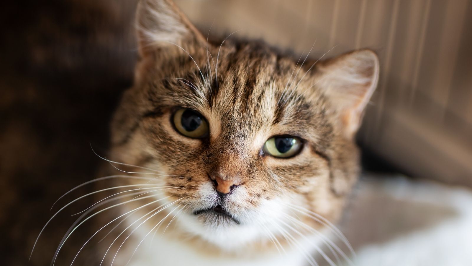 She Rescued a Stray Cat from Her Neighborhood—Then Discovered He Belonged to Someone Else All Along closeup of a tabby cat