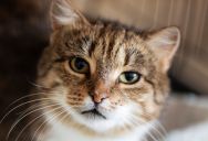 She Rescued a Stray Cat from Her Neighborhood—Then Discovered He Belonged to Someone Else All Along