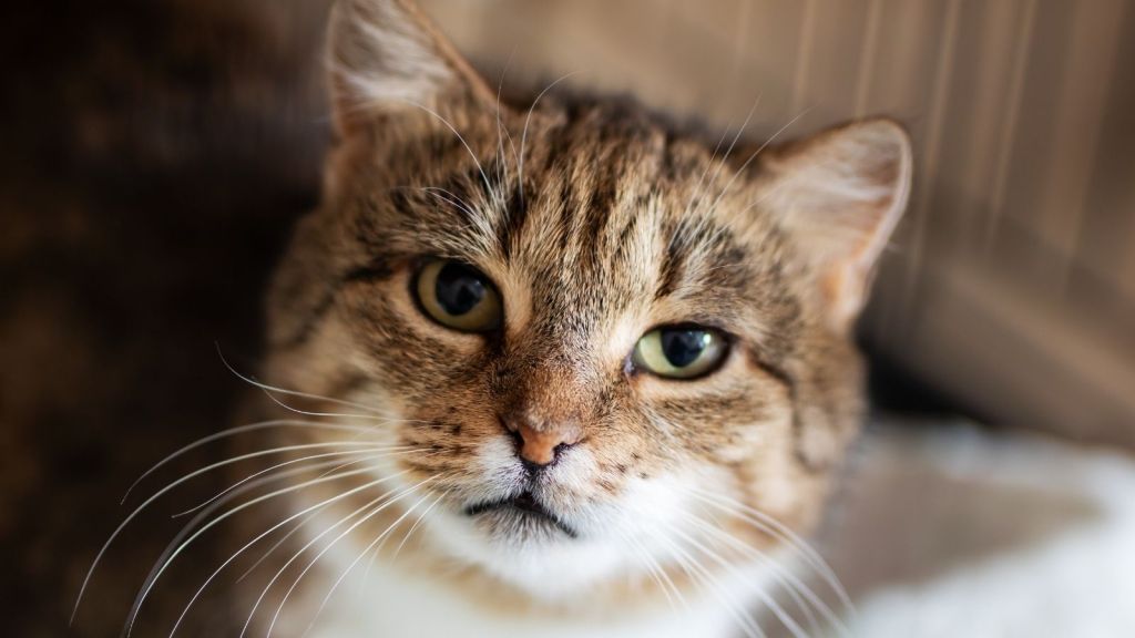 closeup of a tabby cat