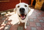 A Toddler Asked to Pet His Dog—So Why Did Her Dad Get So Angry and Tell Them to Stay Away?