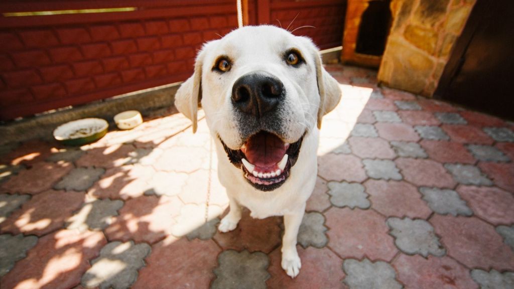 Close up of Labrador dog