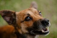 Responsible Dog Owners Reeling After A Simple Noise Issue With Neighbor Leads To A Threat Of Poisoning