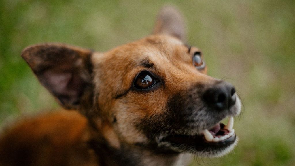 A small dog smiling and looking up