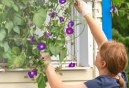 Her New Neighbors Complained About Her Beautiful Vines—So She Tore Them Down and Built an Ugly Wall Instead