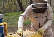 His New Neighbor Demanded He Destroy a Century-Old Family Apiary Because of Her Bee Allergy—So He Refused, Setting Up a Real Clash Between Her Health and His Heritage