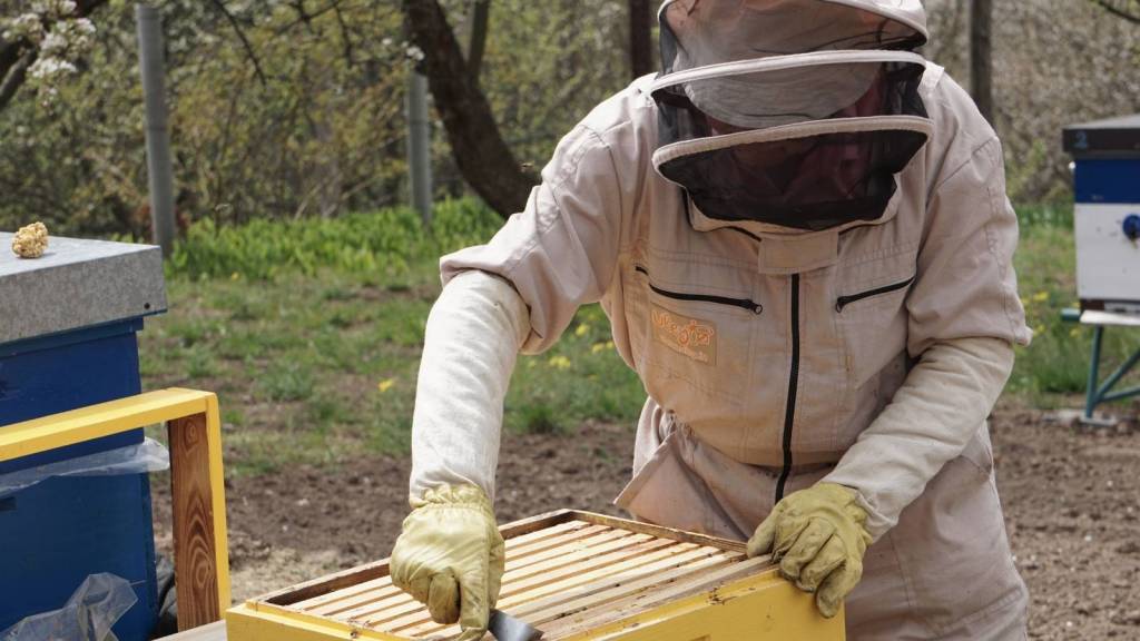 beekeeper tending to bees