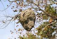 Neighbors Kept Ruining Their Backyard Privacy—Until a Bee’s Nest Solved the Problem for Good
