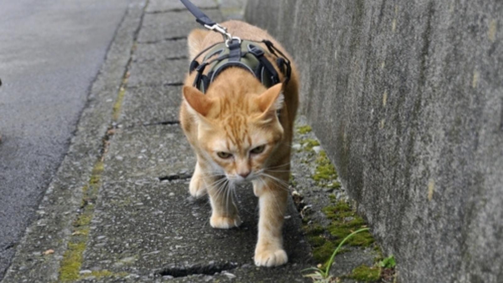 A Bad Neighbor Went After Their Garden—But He Didnt Expect The Cats Reaction Cat on a leash