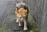 A Bad Neighbor Went After Their Garden—But He Didn’t Expect The Cat’s Reaction