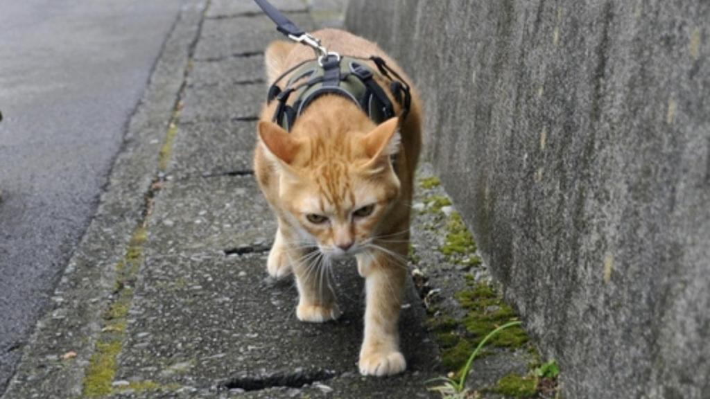Cat on a leash