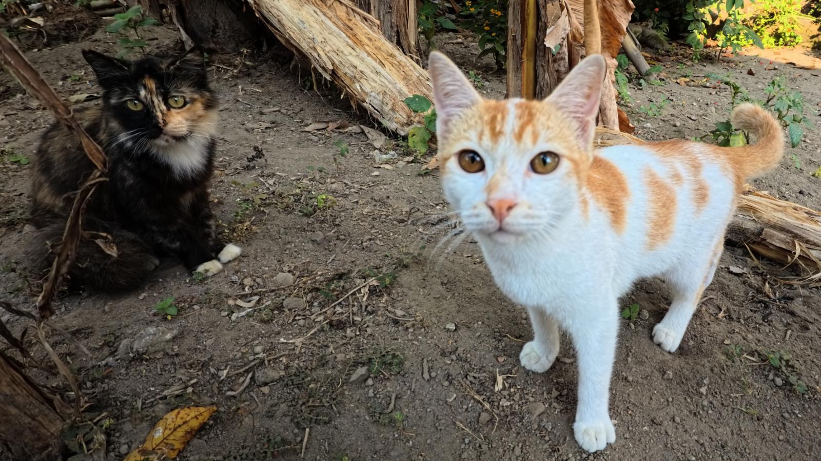 A Neighbor Left Their Unattended Cats to Invade Her Property—and She’s Tired of the Endless Crying and Spraying two cats in a yard