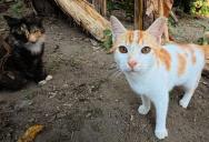 A Neighbor Left Their Unattended Cats to Invade Her Property—and She’s Tired of the Endless Crying and Spraying