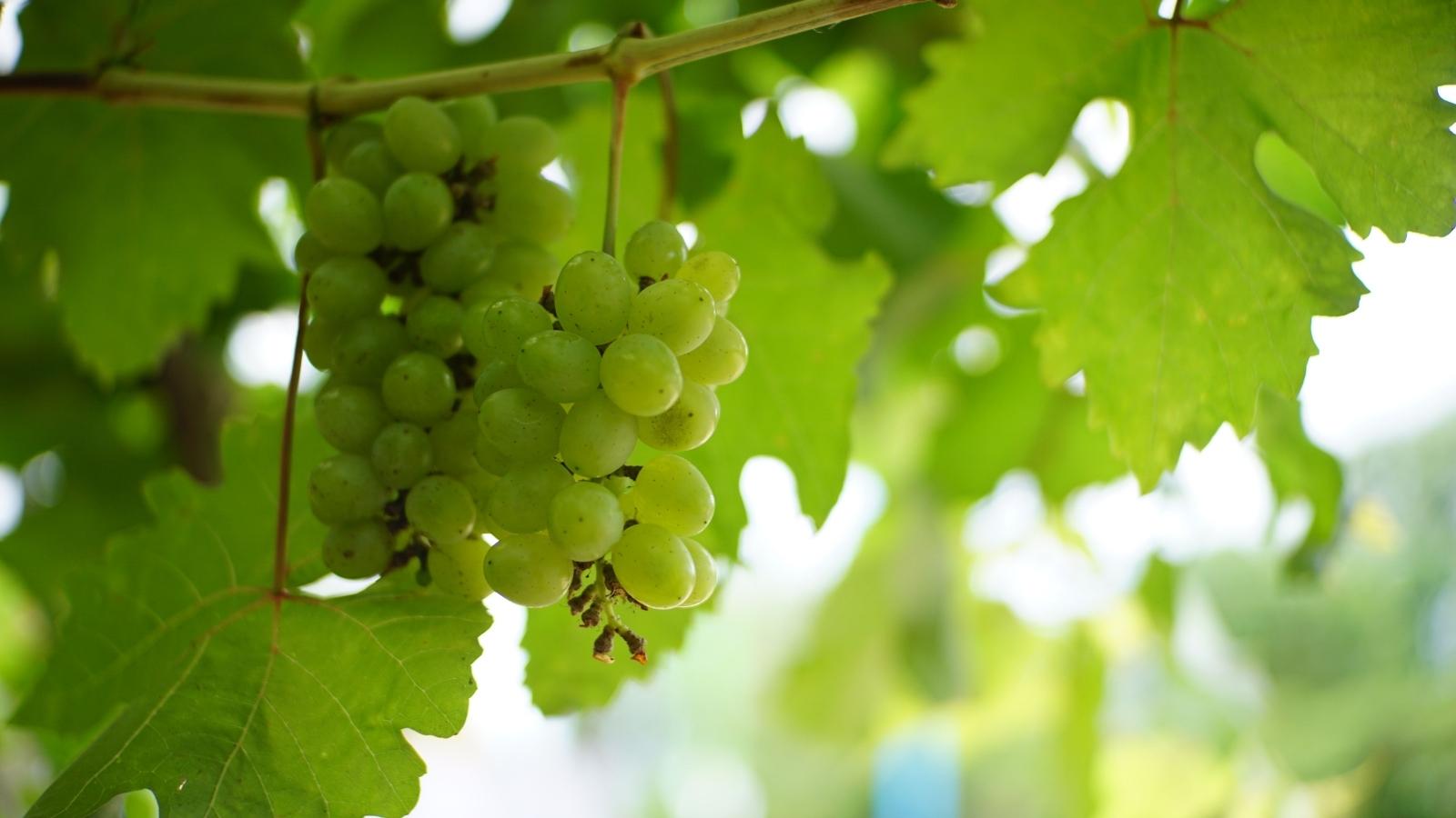 She Discovered Her Neighbor’s Kids Had Stripped Her Grape Vine—So She Started Building a Case closeup of green grapes