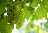 She Discovered Her Neighbor’s Kids Had Stripped Her Grape Vine—So She Started Building a Case