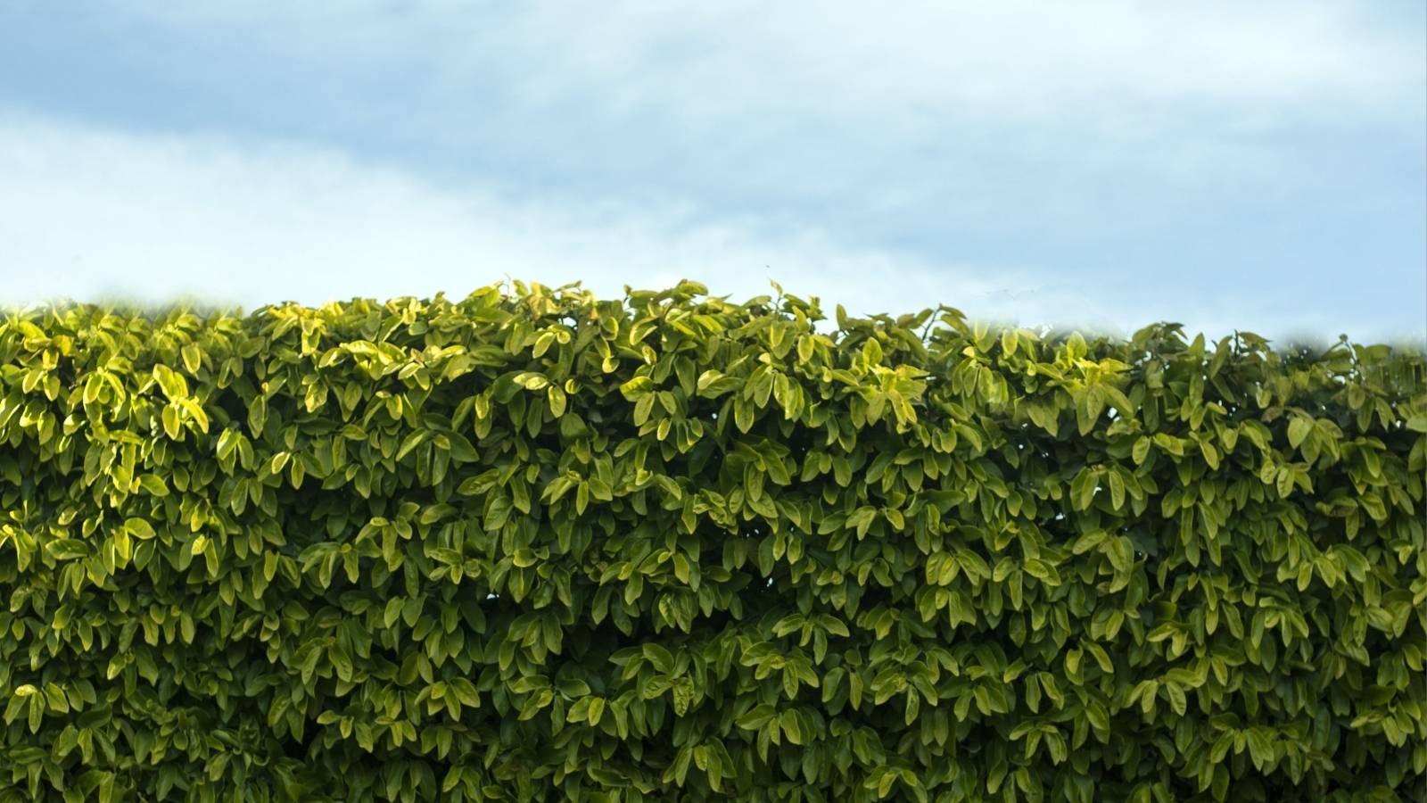 closeup of hedge