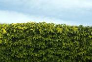 Her Neighbor Handed Her a Massive Landscaping Bill—Then Called Her “Difficult” When She Refused to Pay