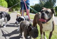 Her Dog Walker Refused to Walk Her Aggressive Dog Alone for Free—So She Tried to Destroy His Business