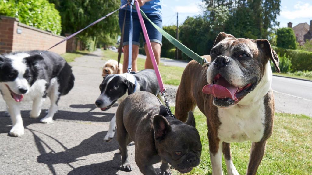 man walking several dogs