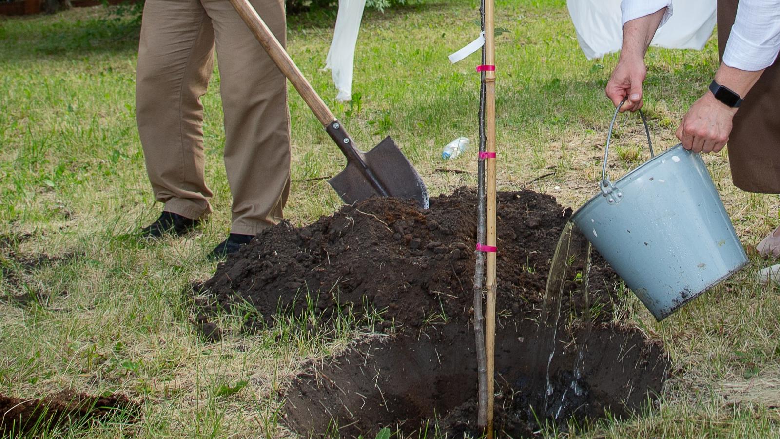 people planting trees in a yard