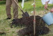 His Neighbors Argued Over Property Lines—So He Let Them Plant a Row of Trees Before Revealing the Real Boundaries
