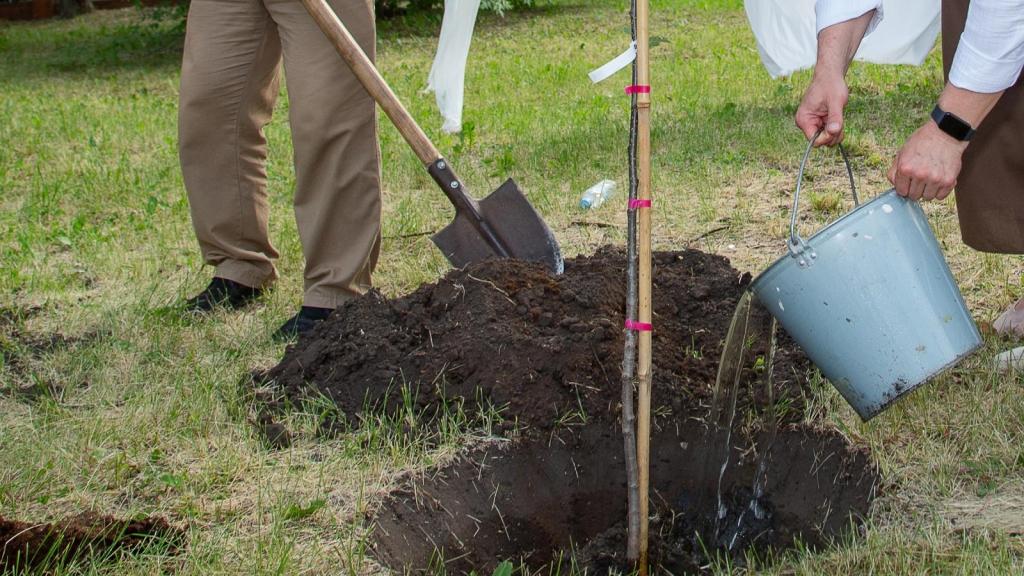 people planting trees in a yard