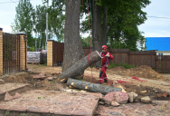 Her Aunt Spent Years Holding a Grudge Over a Tree — Her Niece Let the Neighbors Cut It Down