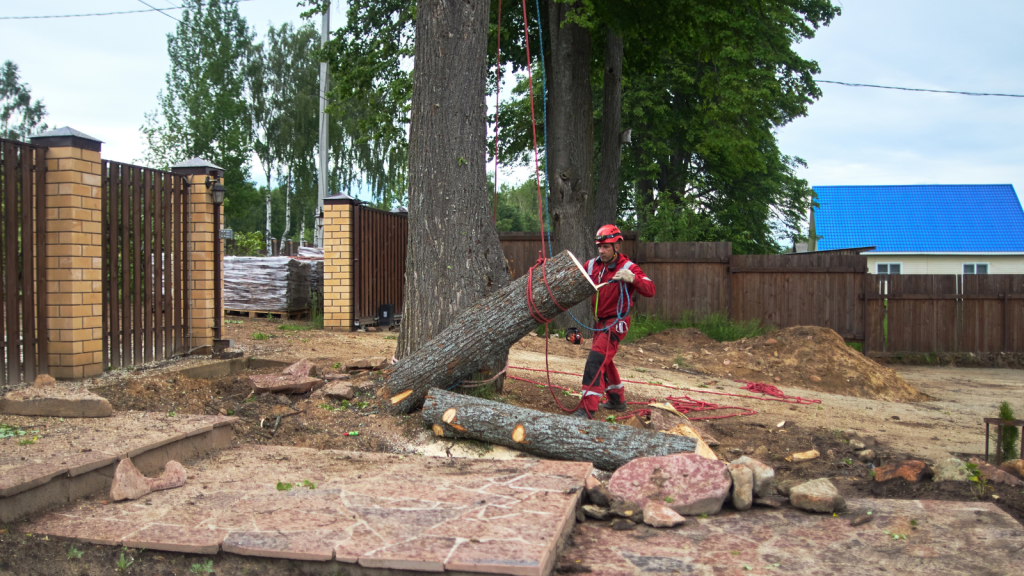 cutting down neighbor tree