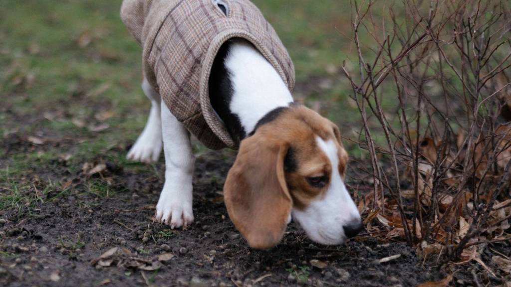 dog sniffing a garden