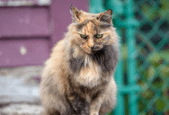 The HOA Demanded a Stray Cat Stay Off the Streets—So a Couple Built It a Mini Mansion