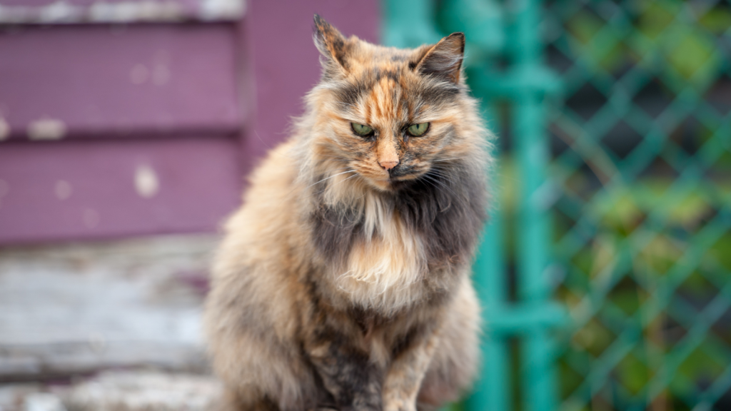 The HOA Demanded a Stray Cat Stay Off the Streets—So a Couple Built It a Mini Mansion mean orange black tan cat
