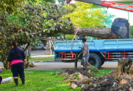 After His Neighbors Had The Property Line Officially Surveyed, One Homeowner Was Told Every Tree He Planted Nearby Needed To Go