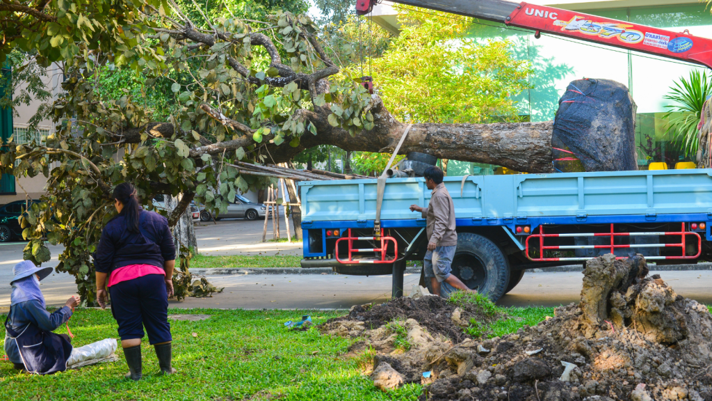 moving trees on homeowners property