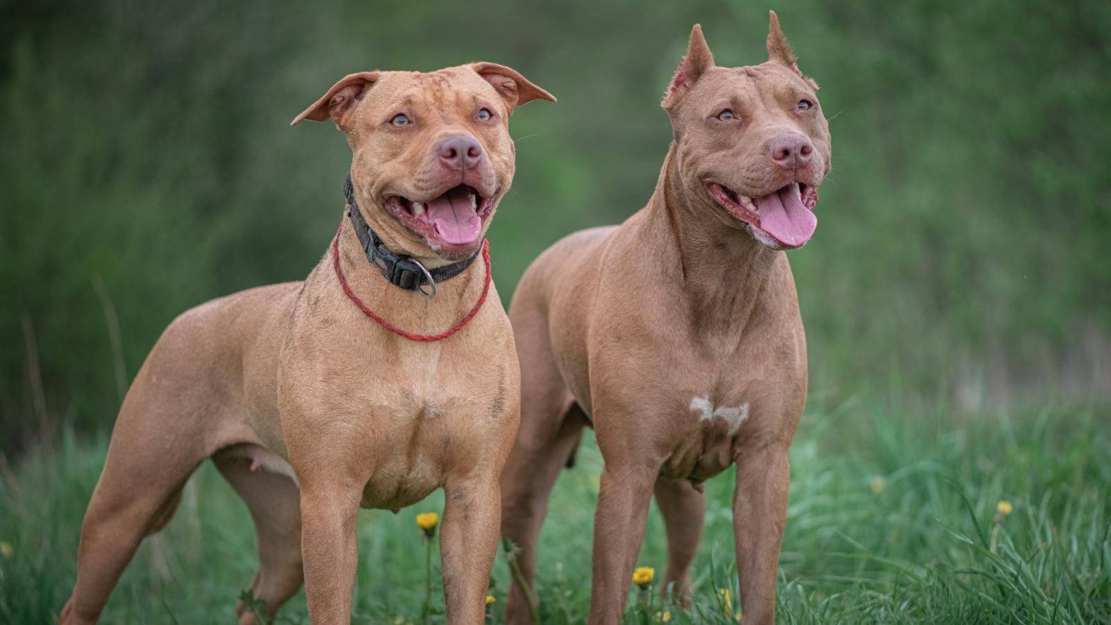 two dogs in a yard