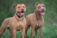 A Woman’s Neighbor Neglects His Two Dogs And Leaves Her To Deal With The Uncomfortable Consequences