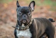 Her Neighbor’s Dog Harassed Her Family and Cats—Then She Finally Settled the Off-Leash War